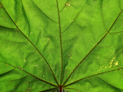 Mapple leaf close-up