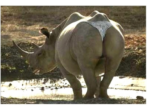  Sexy Rhino