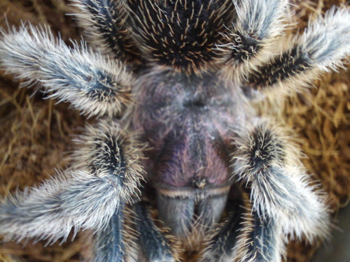 một giống nhện, tarantula - Grammostola formosa