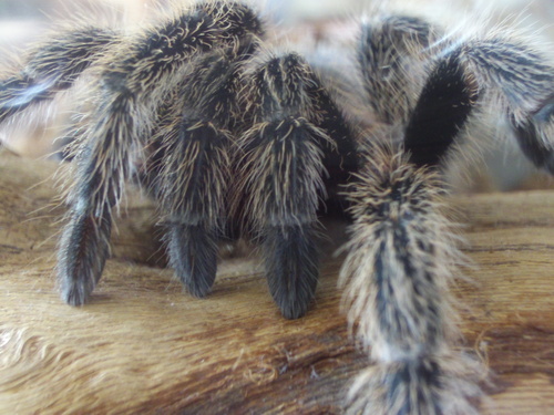  một giống nhện, tarantula - Grammostola formosa