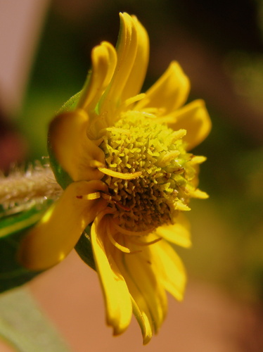  Yellow little цветок