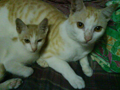  my two mèo