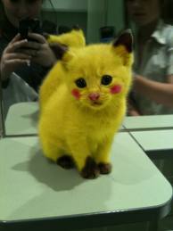  pikachu-kitten-photo