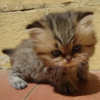  kitten