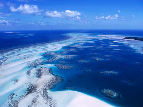  Coral récif - Torres Strait Island