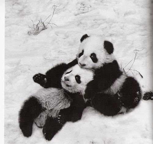  más Pandas!