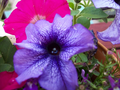  Purple bloem