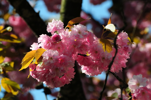  cây blossoms