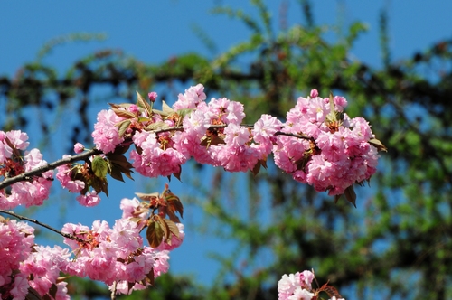  木, ツリー blossoms