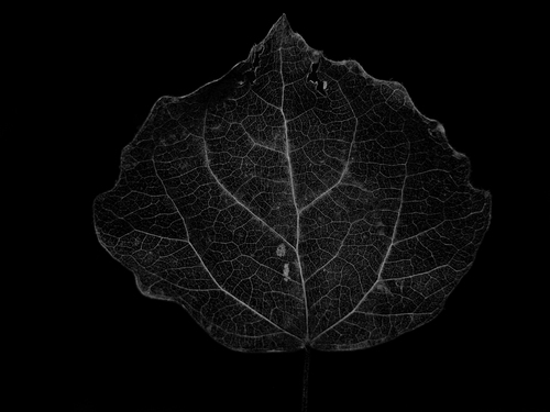  Dark leaf