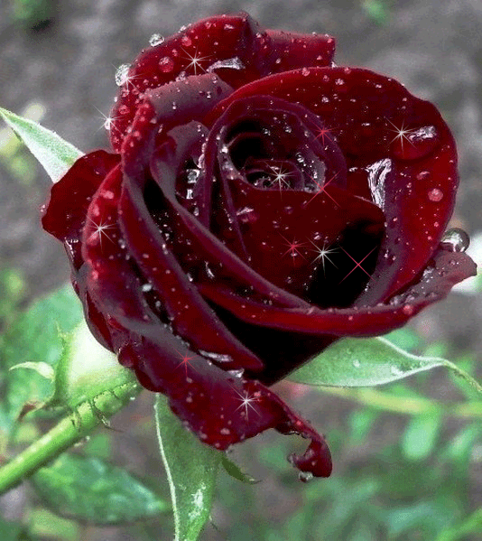 Roses... - Beautiful Nature Photo (23423118) - Fanpop