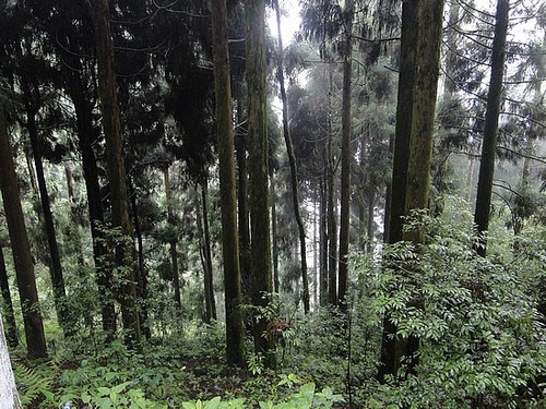  Pelling forest