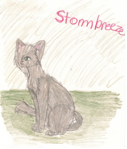  my cat,stormbreeze