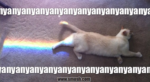  -Nyan Cat-
