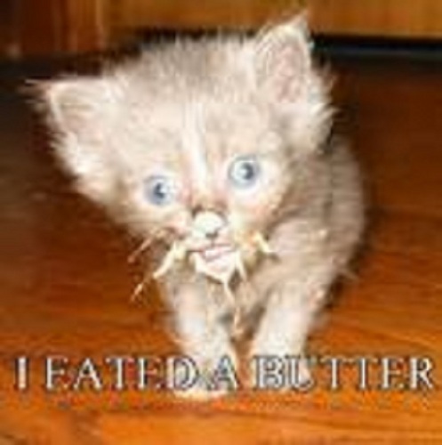  MY KITTY CAT EATED THE BUTTER!