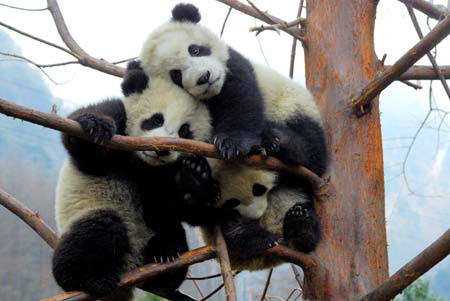 Pandas! :D