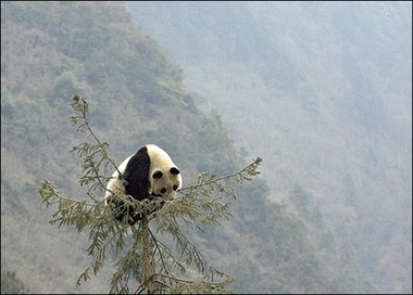  Pandas! :D