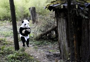  Person in a Panda Suit