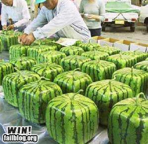  Square Watermelons