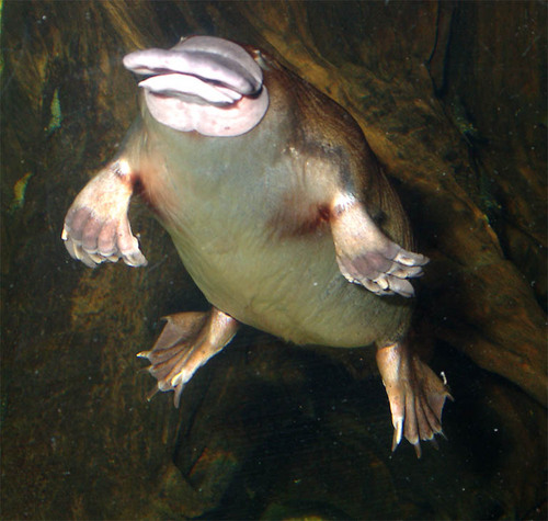  The platypus's belly