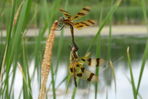  Dragonflies oleh Graham Owen