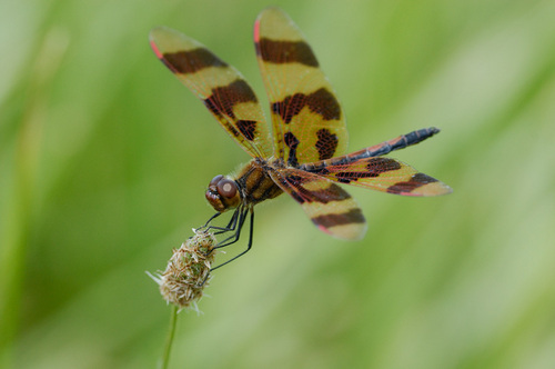  Dragonflies Von Graham Owen
