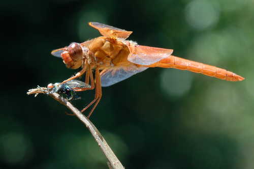  Dragonflies দ্বারা Graham Owen
