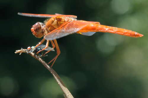  Dragonflies door Graham Owen