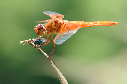  Dragonflies sa pamamagitan ng Graham Owen