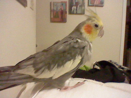  My bird, Alex