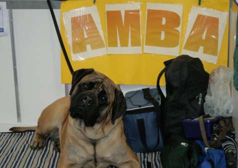 my 子犬 called Amba