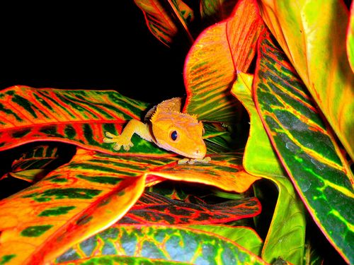  FLAME oranje FEMALE CRESTED gekko, gecko IN A CROTON PLANT