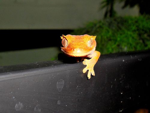  Crested geco, gecko Just Chillin