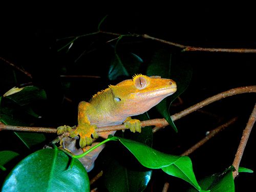  Female Crested gecko Close-Up picha