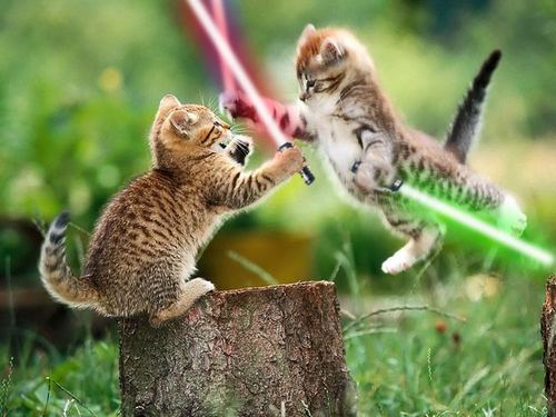  Jedi kitties!