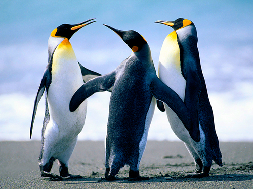  Penguins? ADOOORBLE!!!