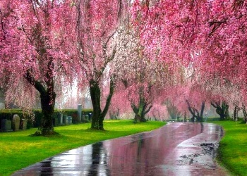  गुलाबी Trees