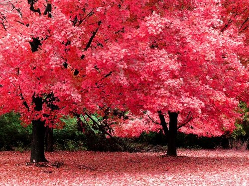 Pink Trees