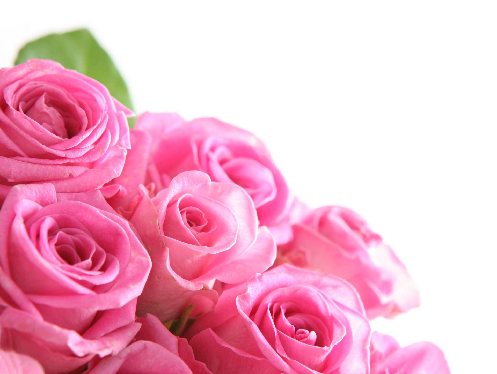 20+ Wallpaper Flower Pink Rose - Galeri Bunga HD