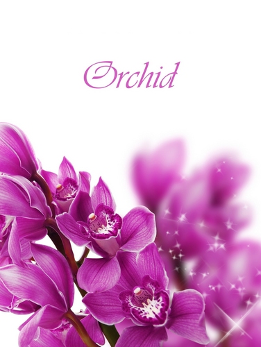  Purple orchid