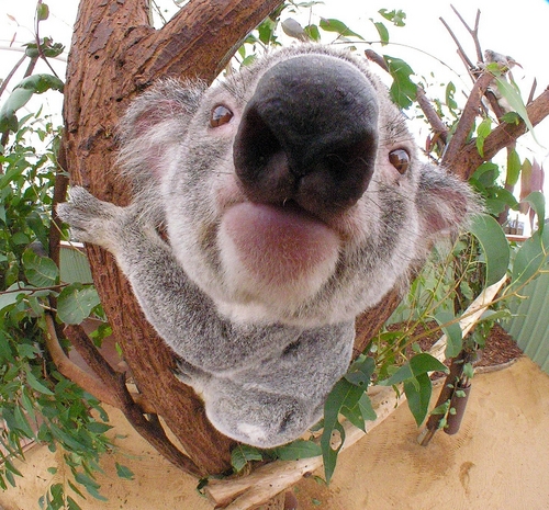  Big nose koala