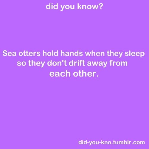  Sea Otters