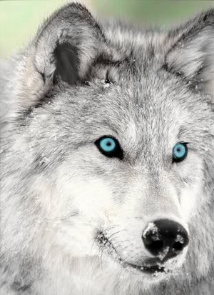狼, オオカミ
