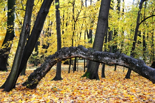  fall trees