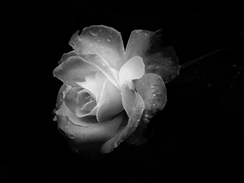  A Rose For Du Princess <3