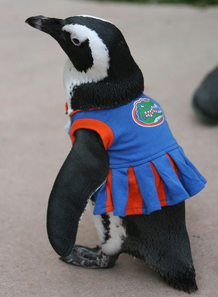  African chim cánh cụt Wearing A Dress