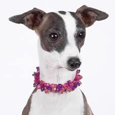  Dog Wearing ожерелье >3 (Adorable)