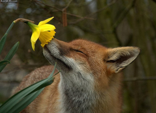  vos, fox smelling a bloem