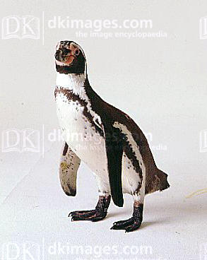  Popero the pinguin
