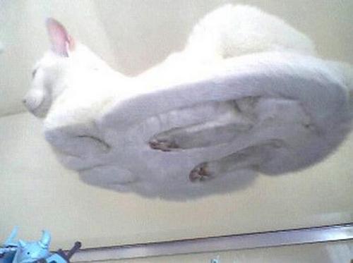  Cat Seen From Below